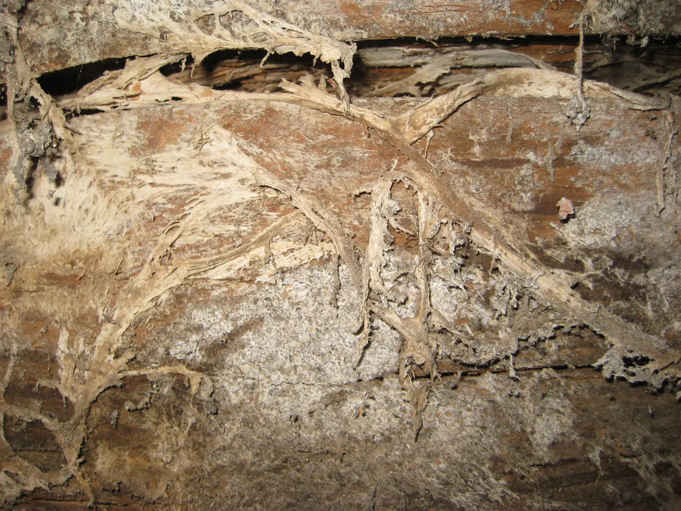 Filaments blancs et grisâtres du mycélium d'un champignon sur du bois, dans une cave.