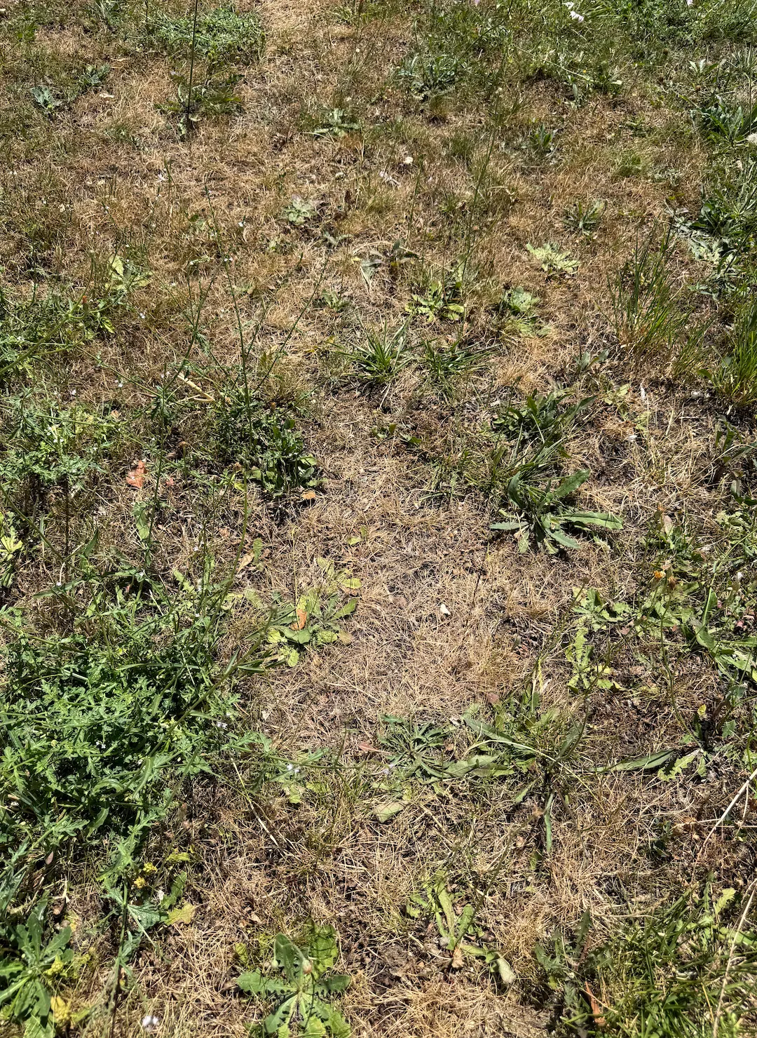 Sol sec et craquelé, herbe jaunie.