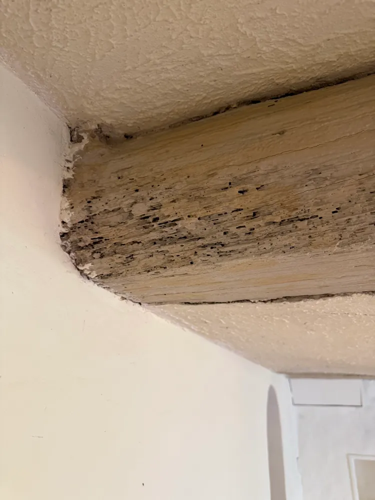 Poutre en bois au plafond, piquée de trous et de traces sombres sur toute sa longueur.